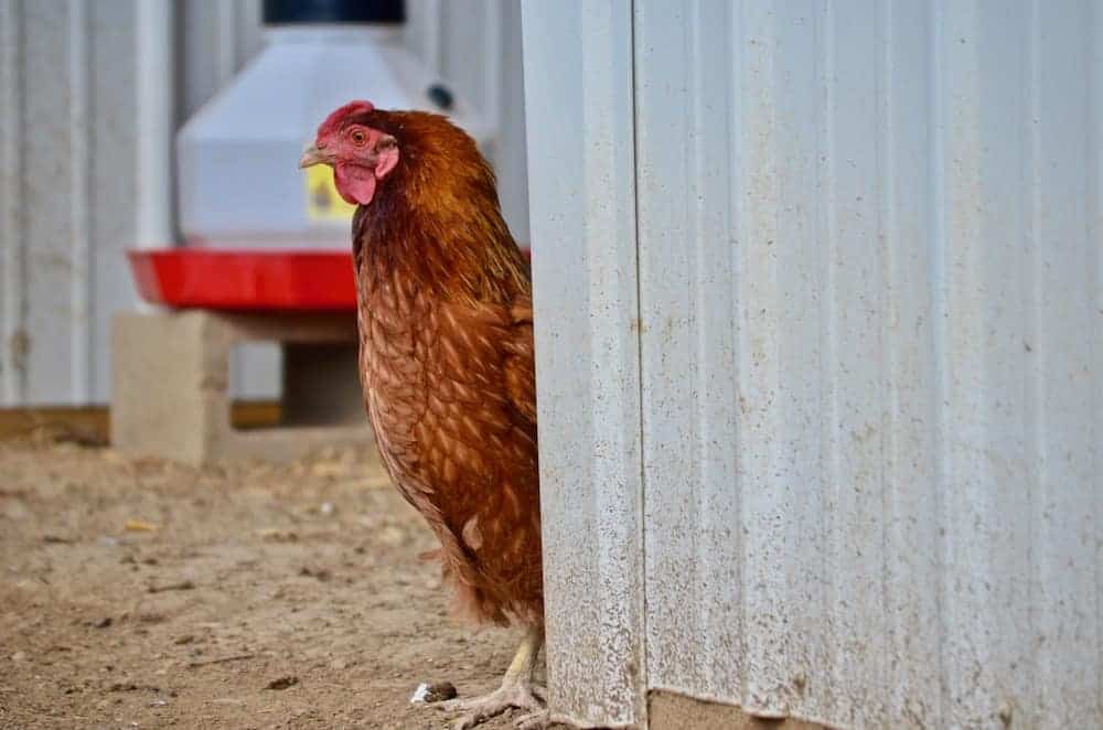 A chicken outside peeking their head out from around the corner of a structure.