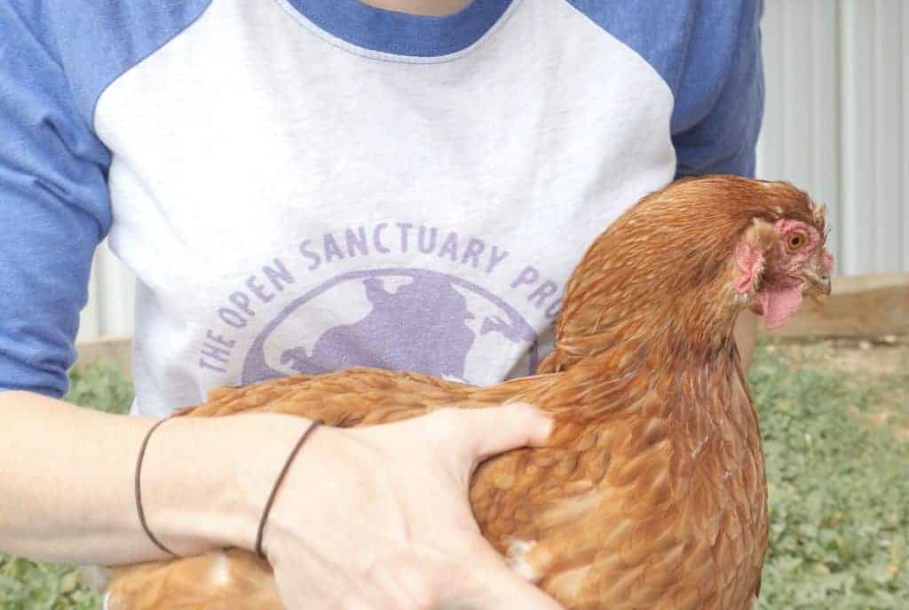A caregiver picks up a brown hen.