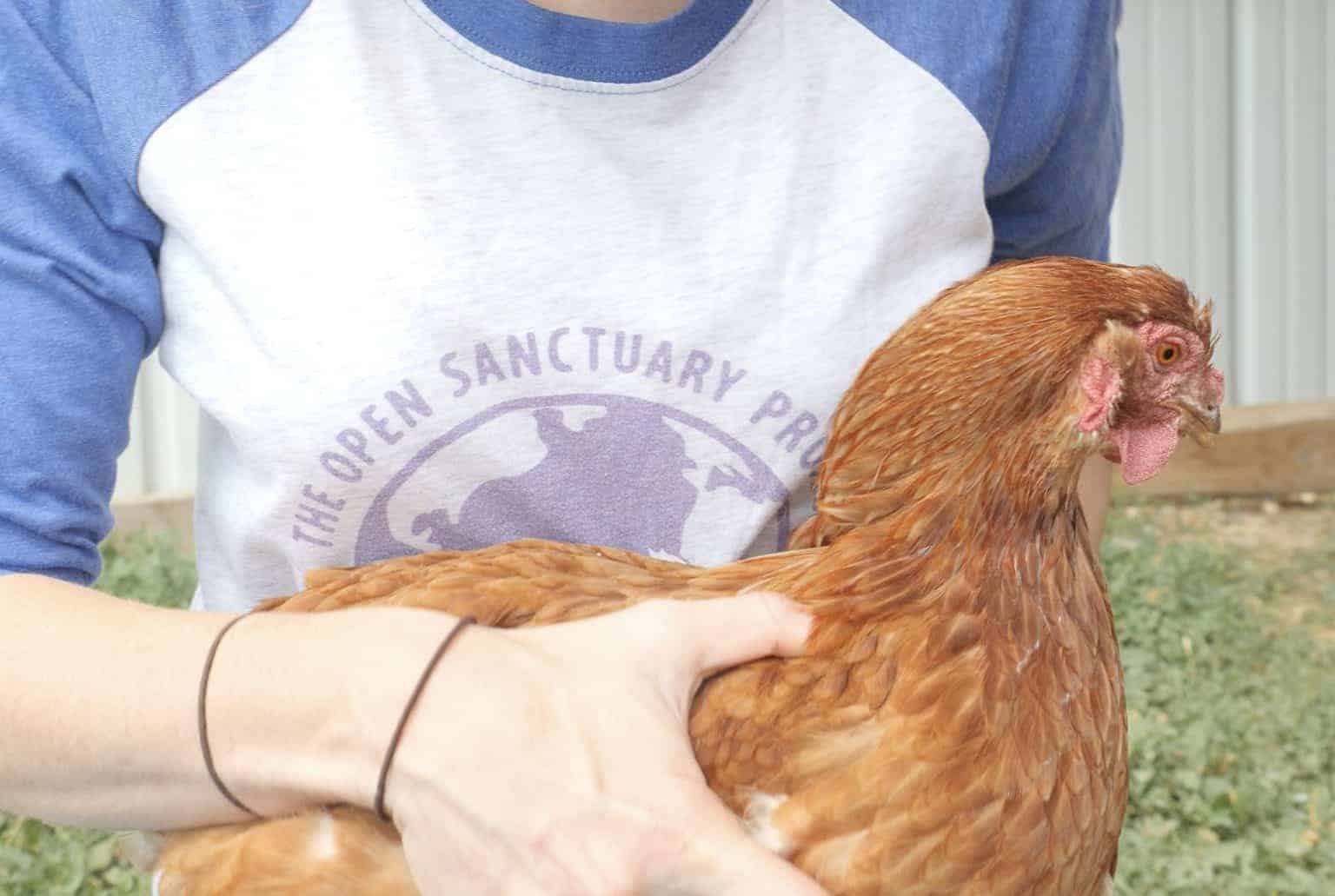 How To Safely Handle A Chicken At Your Animal Sanctuary The Open