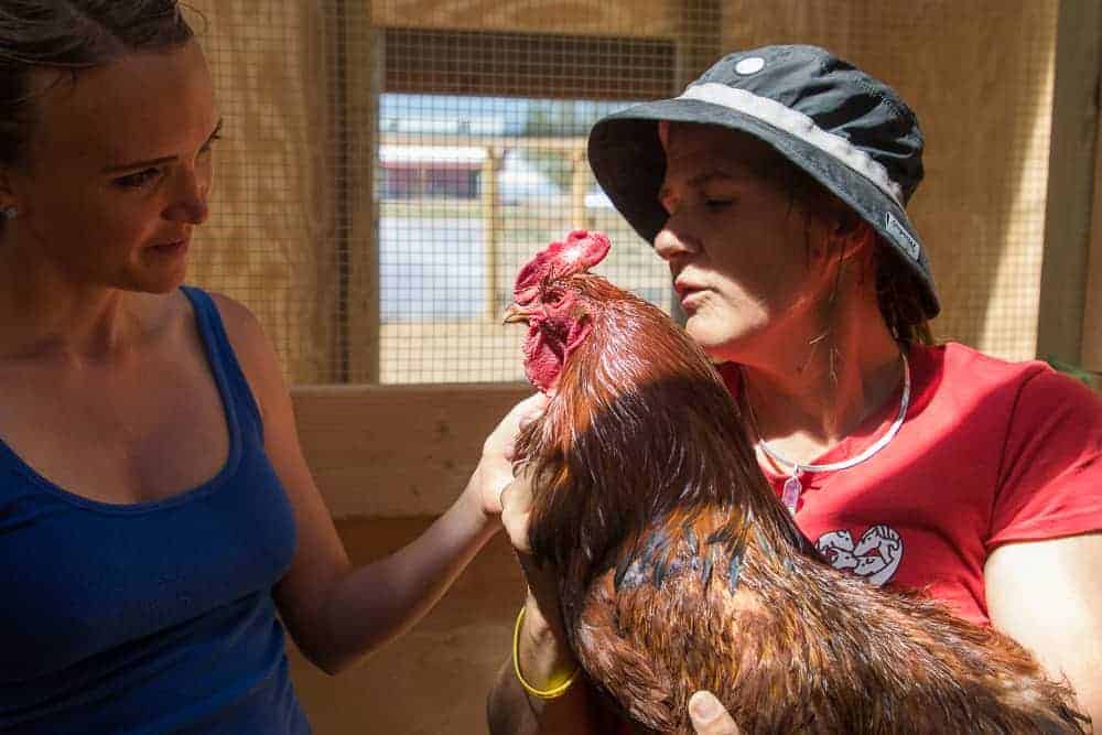 A caregiver holds a rooster as another person observes him.