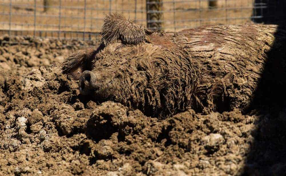 A pig covered in mud in a wallow.