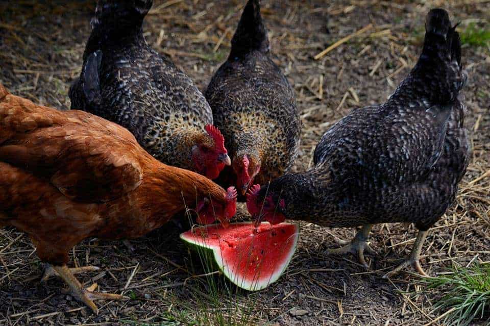 Vers de farine pour les poules : la friandise pour améliorer la ponte et  santé des poules - Poulailler pas cher