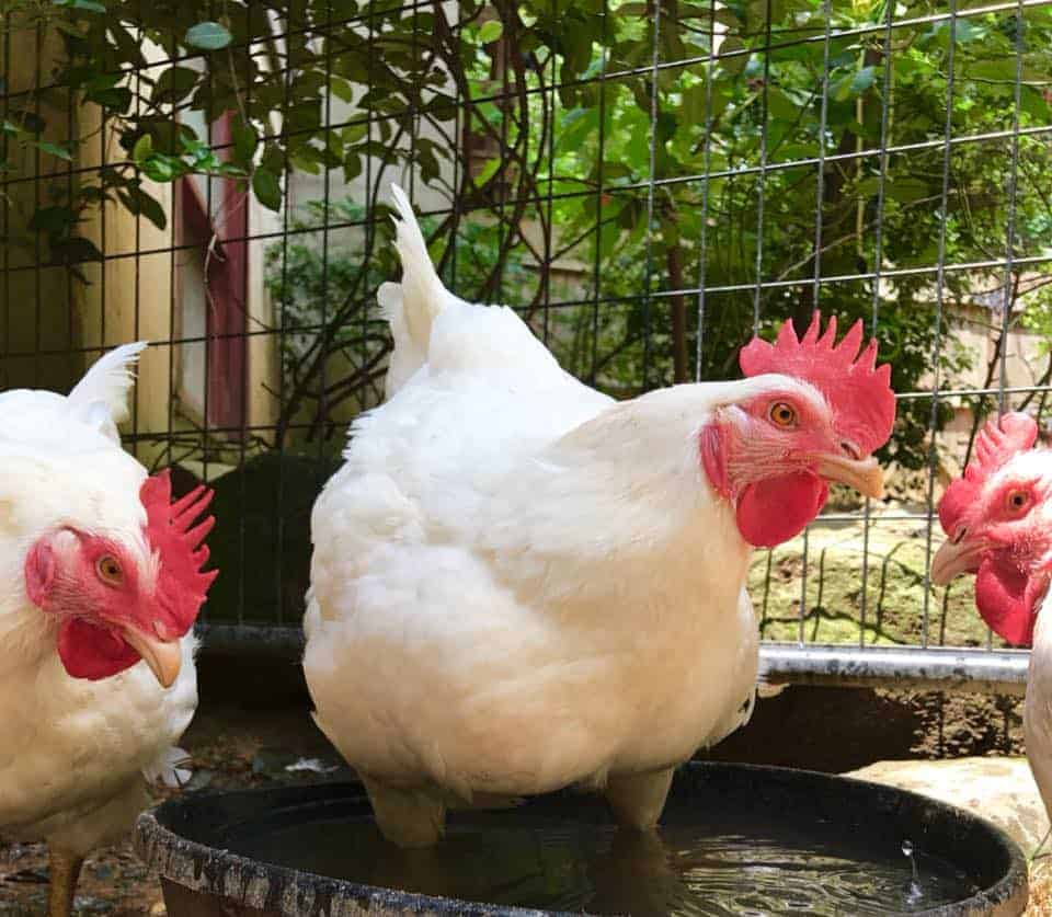 Three large breed roosters standing in a water tub.