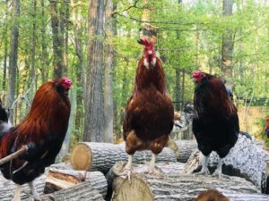 Three brown roosters standing near each other on a pile of tree stumps outside.