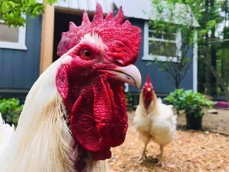 A large breed rooster looks at the camera outside with another large breed rooster behind them.