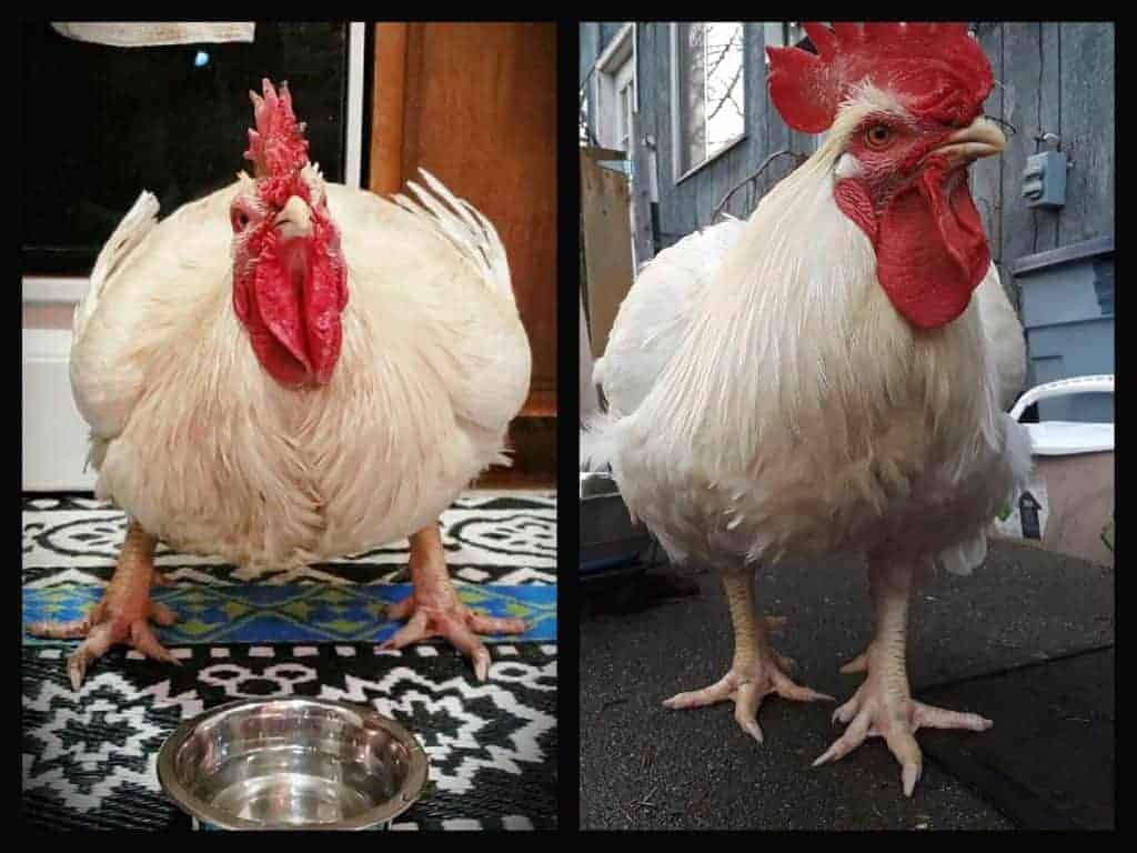 Two photos side by side of the same large breed rooster. On the left he is quite big with legs set apart wide, on the right, he looks much more comfortable and is smaller.