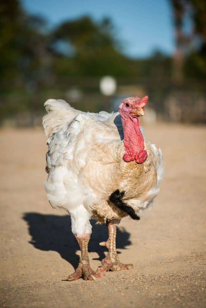 A large, white broad breasted turkey with a swollen hock stands on a dirt road.