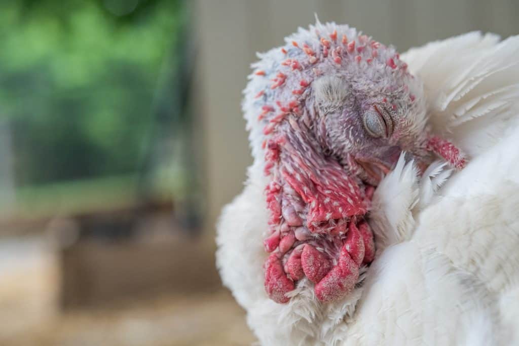 A white large breed turkey hen nuzzles into their feathers with their eye closed.