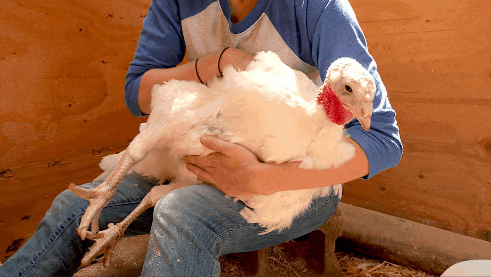 A caregiver checks the feathers along the back of a large breed white turkey hen.