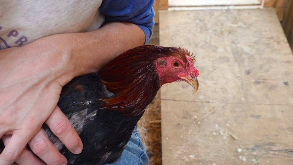 A caregiver inspecting a rooster's beak. The upper beak is very long.