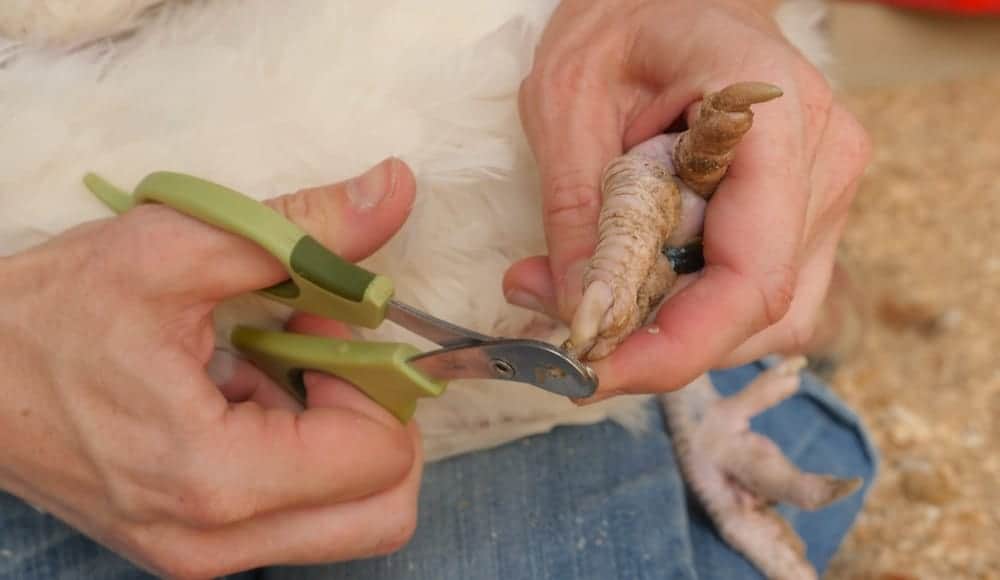 A caregiver trimming the tip of a large breed hen's toenail.