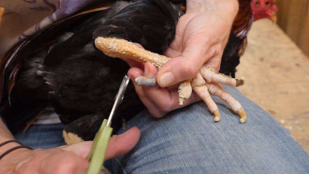 A caregiver inspecting a rooster's spur.