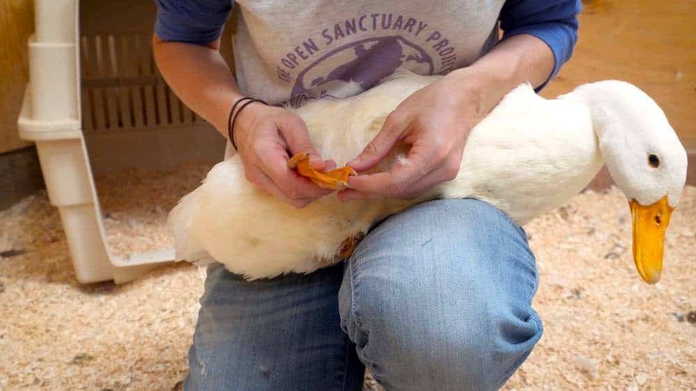 A caregiver carefully handles a white duck and inspects their foot.