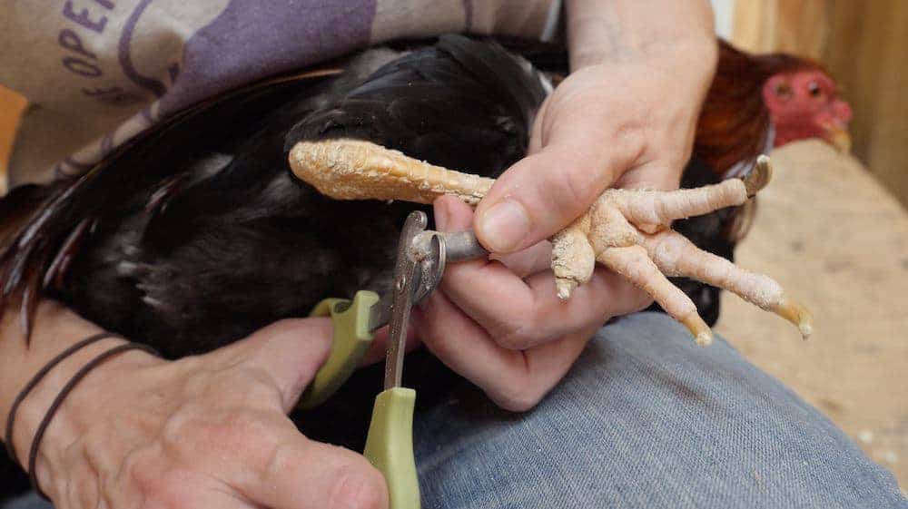 A caregiver trimming a rooster's spur.