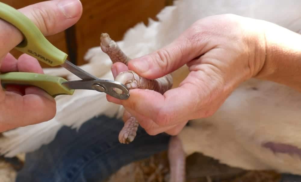 A caregiver cuts the toenails of a large breed white turkey hen.