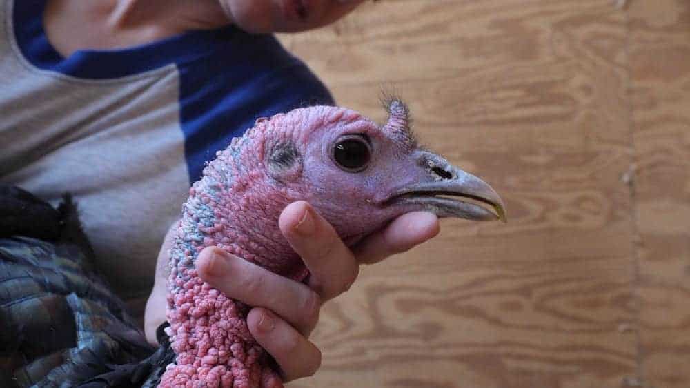 A caregiver evaluates the beak growth of a turkey.