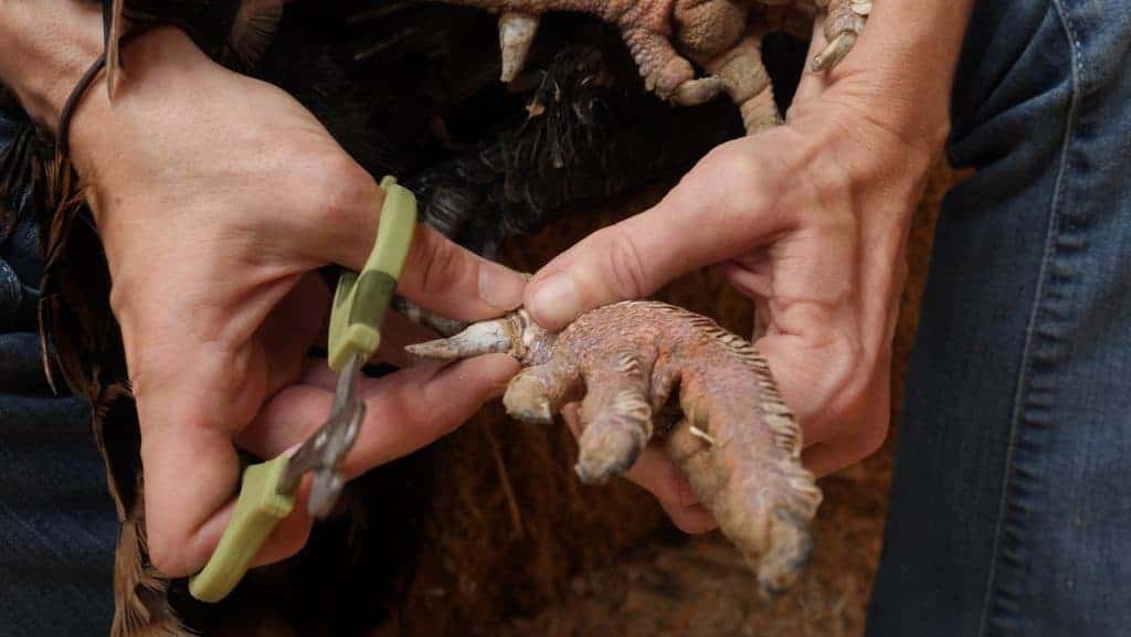 A caregiver checks the spurs of a large tom turkey.