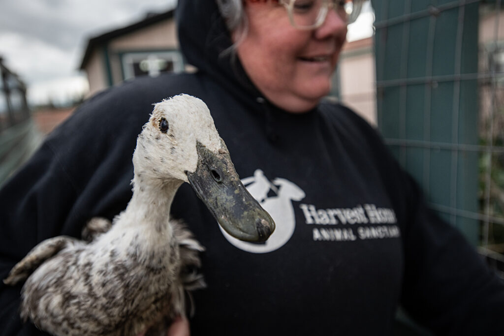 A person holds a white duck under their arm.