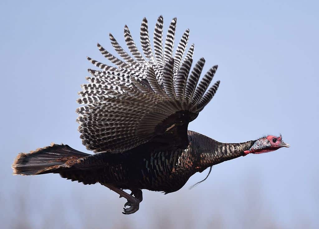 A wild turkey in flight.