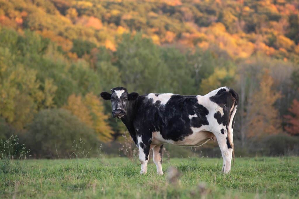 An older black and white cow in a pasture in autumn.