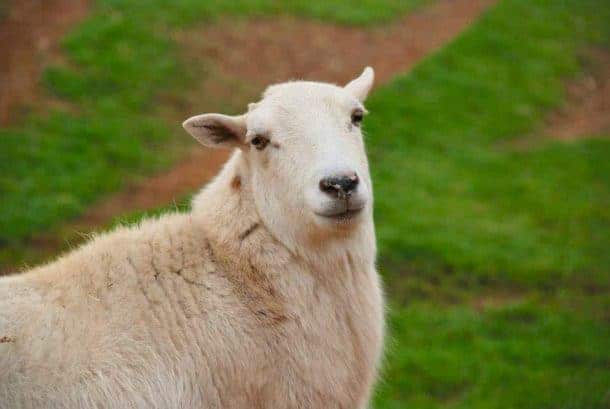 Nice To Meet Ewe! The New Sheep Arrival Guide - The Open Sanctuary Project