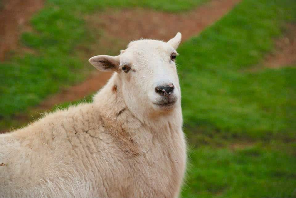 A white sheep outside looks at the camera.