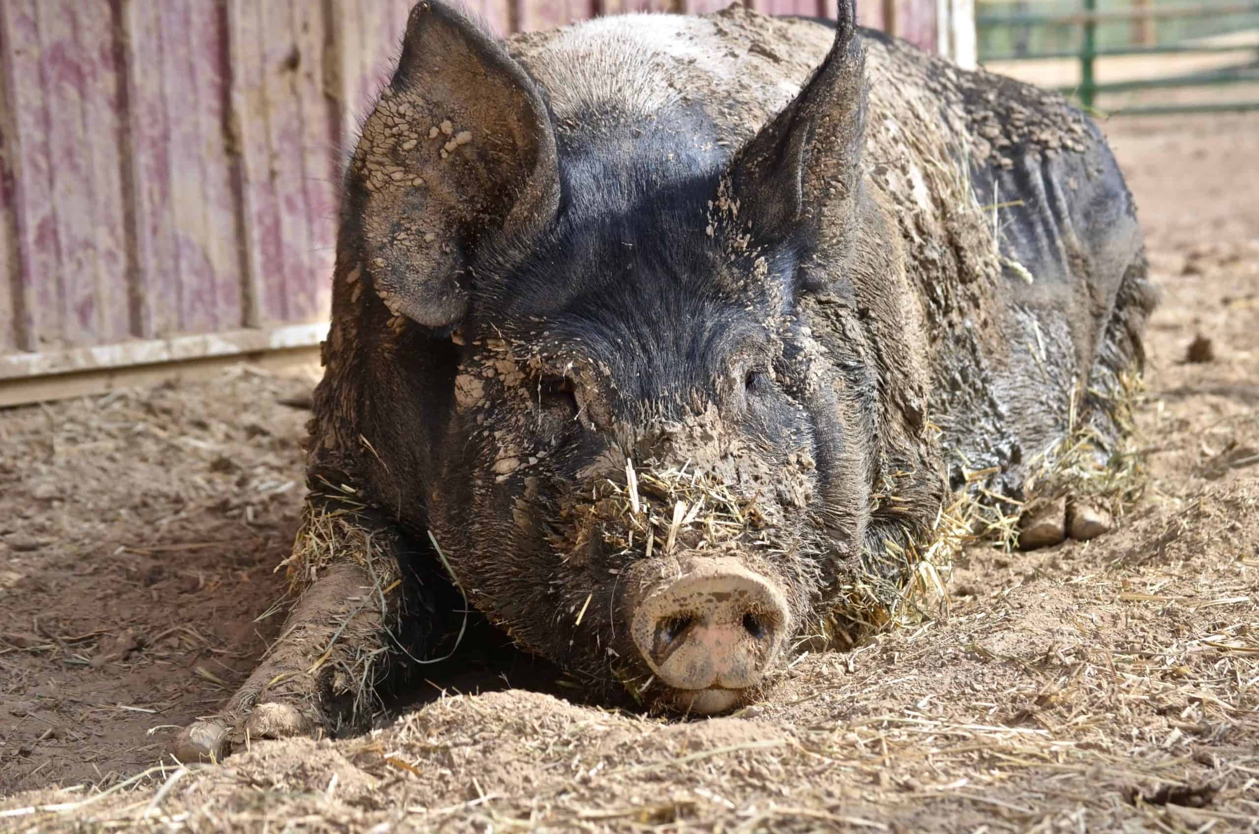 Creating A Good Home For Pigs - The Open Sanctuary Project