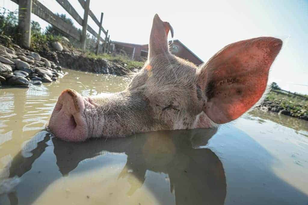 A pig relaxes in a mud pool outside.