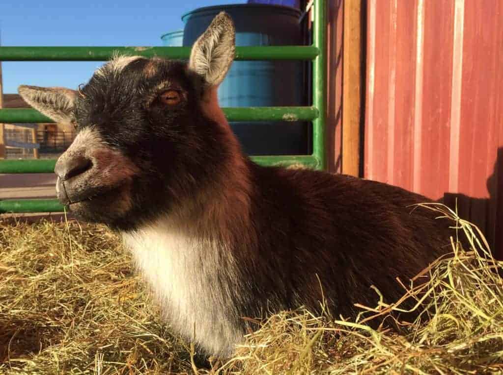 A small black and white goat rests in straw outdoors.