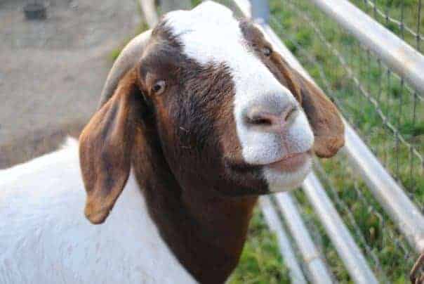 A brown and white boer goat looks at the camera outside.