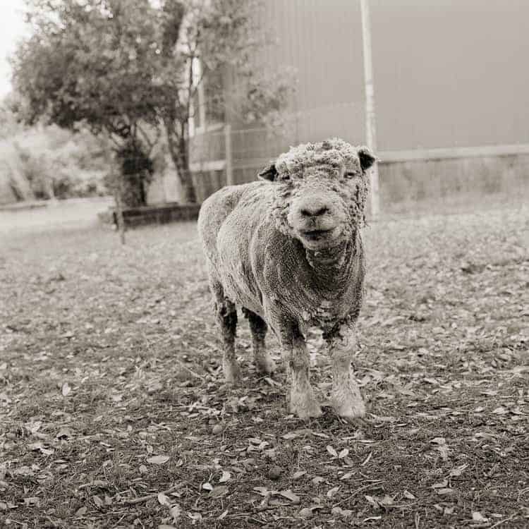 An older sheep outside in autumn.