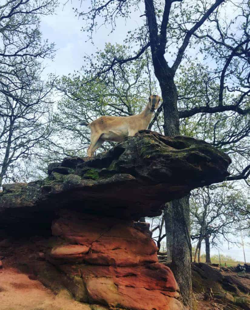 A brown goat stands atop a natural rock outcrop outdoors.