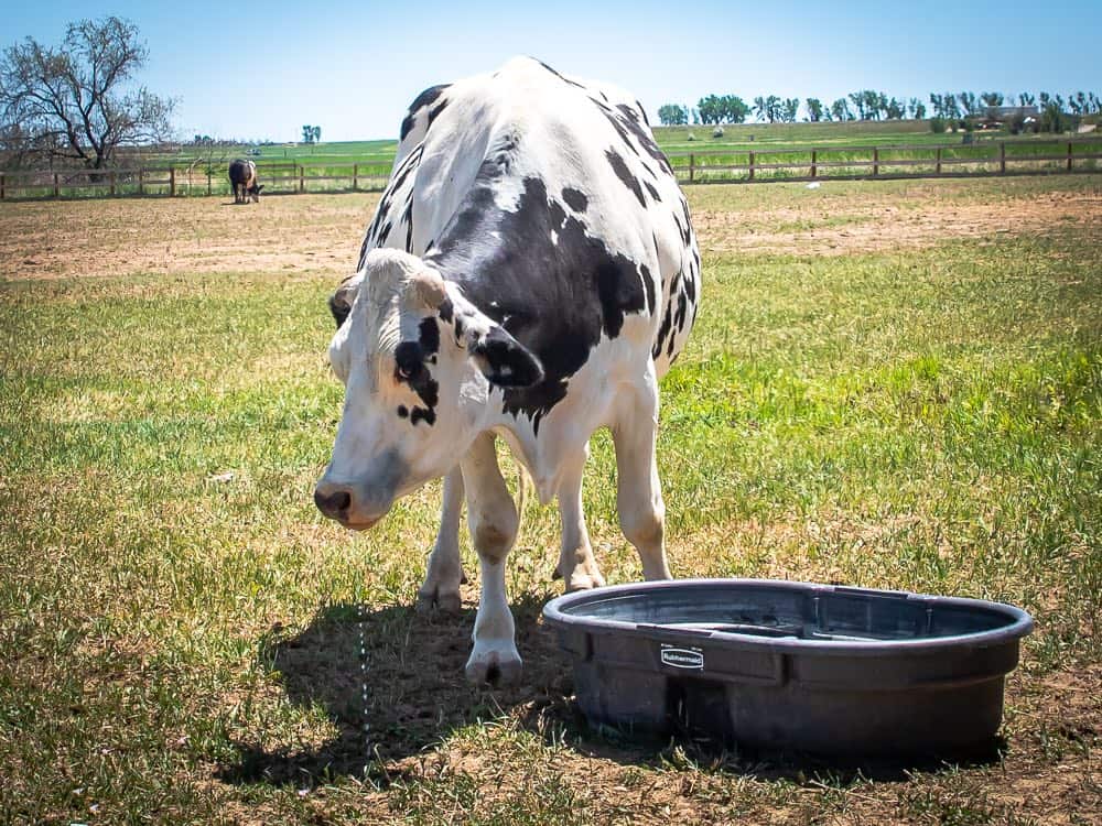 A holstein cow stands in a pasture and drinks water from a tub.