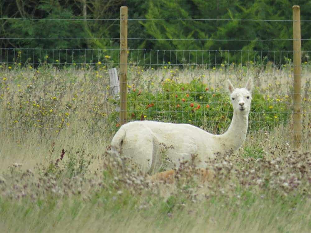 A llama in a flowery field looks at the camera.