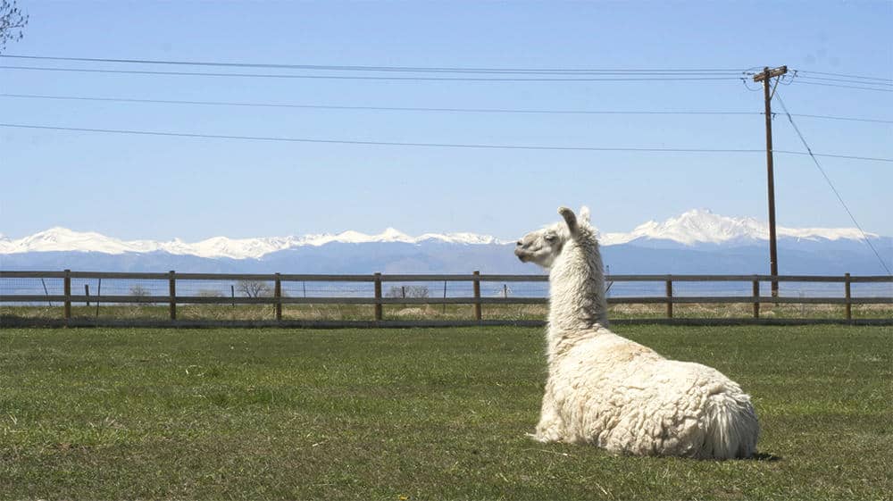 An older llama rests in a pasture outdoors.