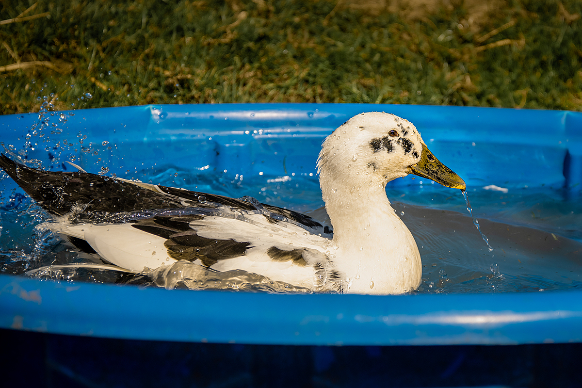 Wrench with Duck ANOTHER DUCK LEAKED