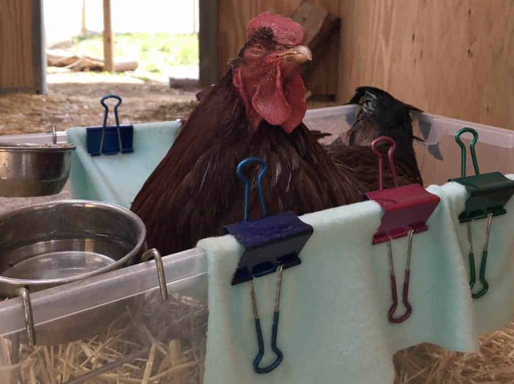 A content brown rooster sitting in a sling chair.