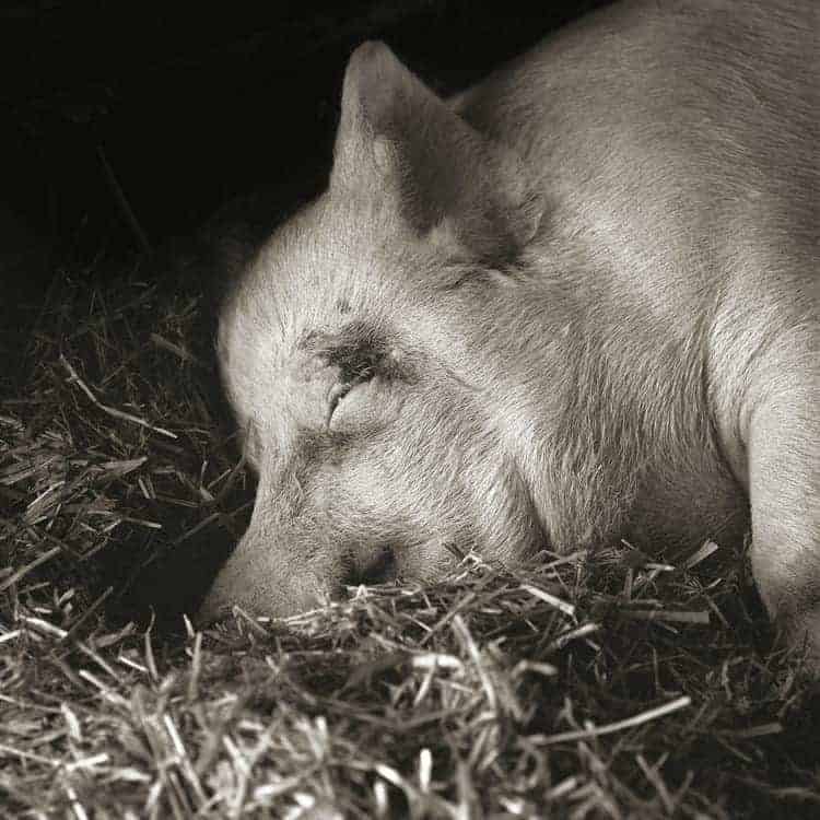 An older pig rests in a straw bed against a black backdrop.