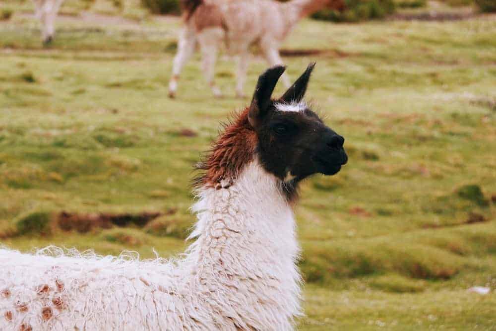 A multicolored llama out in a pasture.