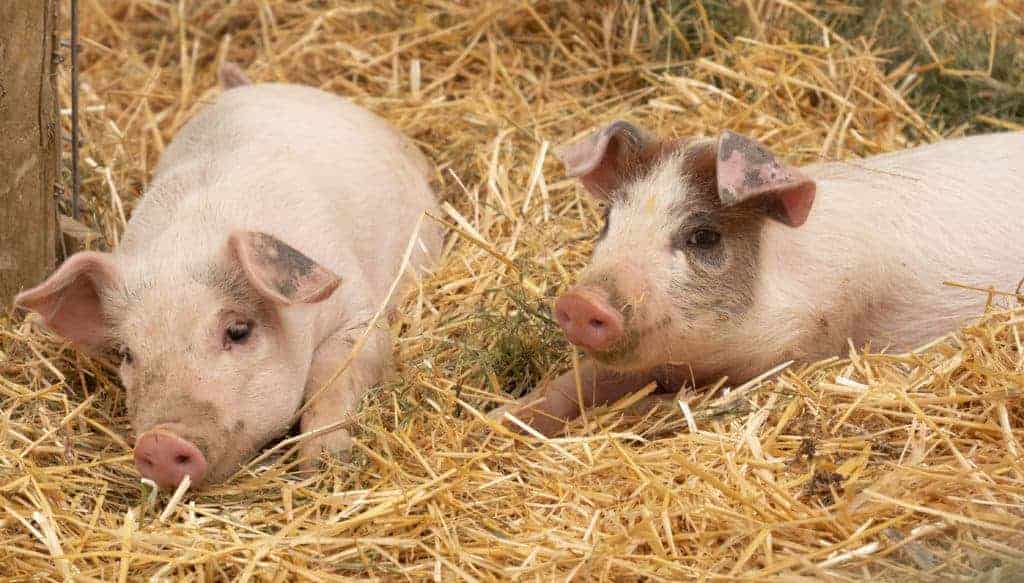 Two content young pigs rest in straw indoors.