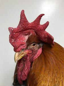 Profile of an older rooster in front of a white backdrop.