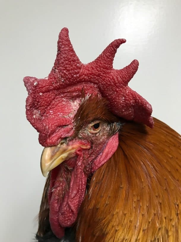 additional-care-recommendations-for-older-chickens-the-open-sanctuary