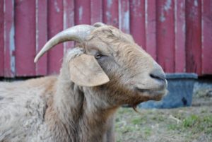A brown horned goat.