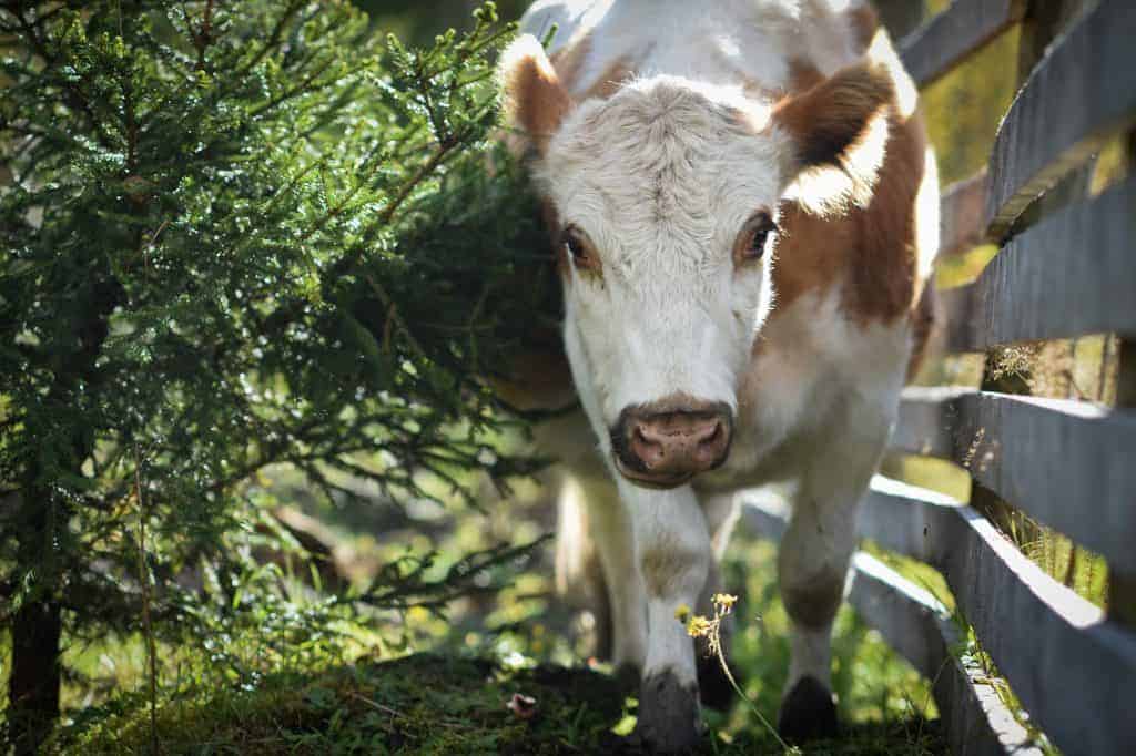 A brown and white cow walks between a tree and a wooden fence outdoors.