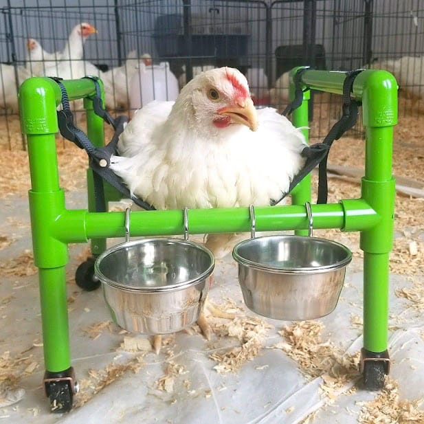 A white large breed hen sitting in a green therapy chair made out of PVC pipes.