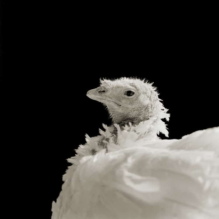 An older white turkey against a black backdrop.