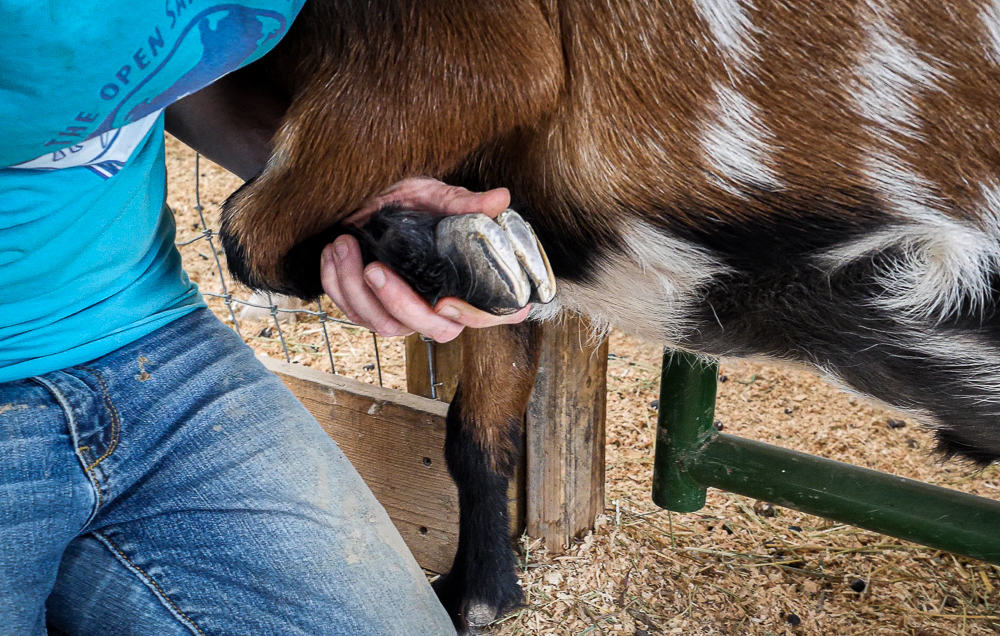 Close-up of a caregiver kneeling next to a goat and holding up their front foot to trim.