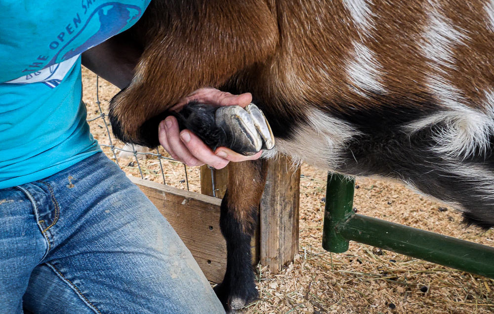 How To Trim A Goat s Hooves The Open Sanctuary Project