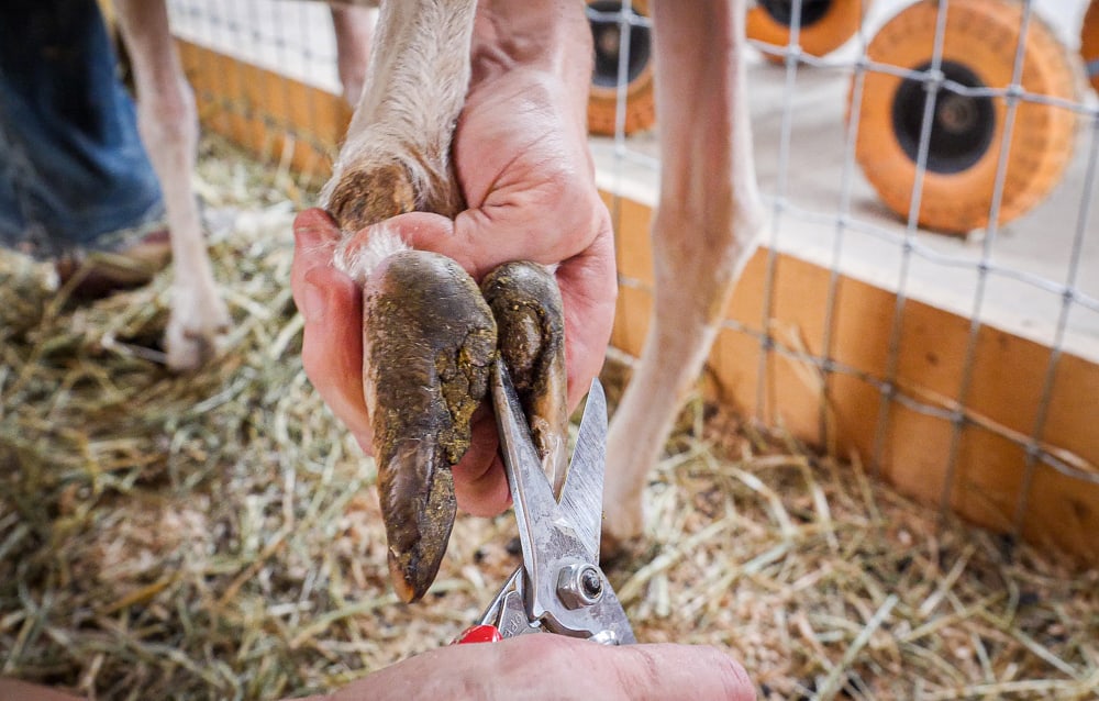 Close-up of a caregiver holding up and trimming a sheep's back hoof by holding  the foot just above the hooves and using a pair of trimmers.