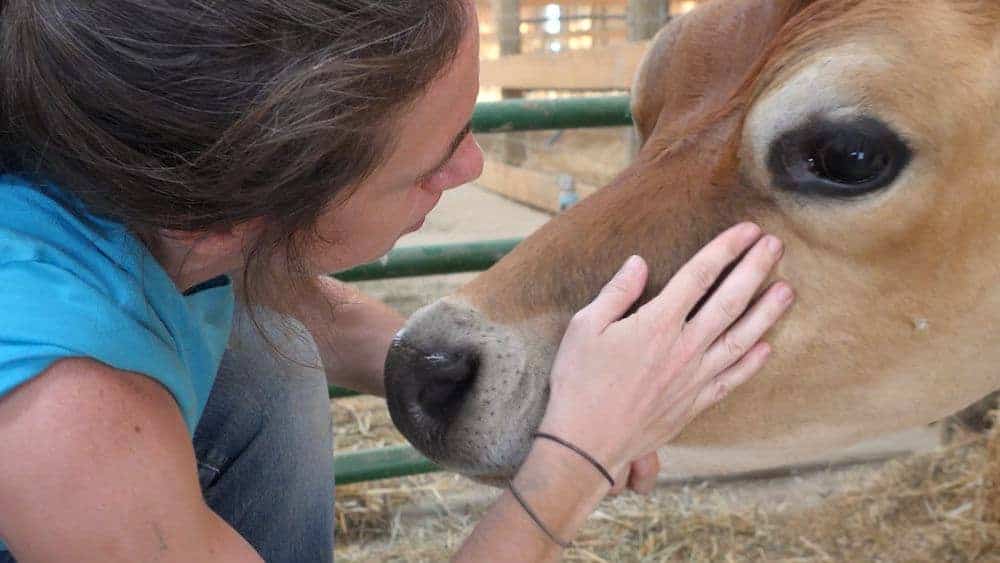 A caregiver examines the face of a brown cow.